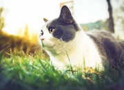 雷火电竞充值-传奇复刻，当本泽马的倒钩划破开罗夜空，皇家社会遭遇埃及法老的诅咒