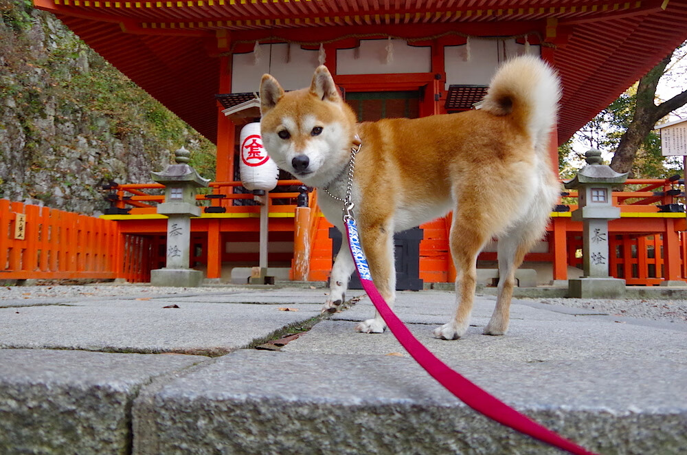 当国际象棋遇上古典摔跤，戈贝尔在灰熊禁区写下的暴力美学