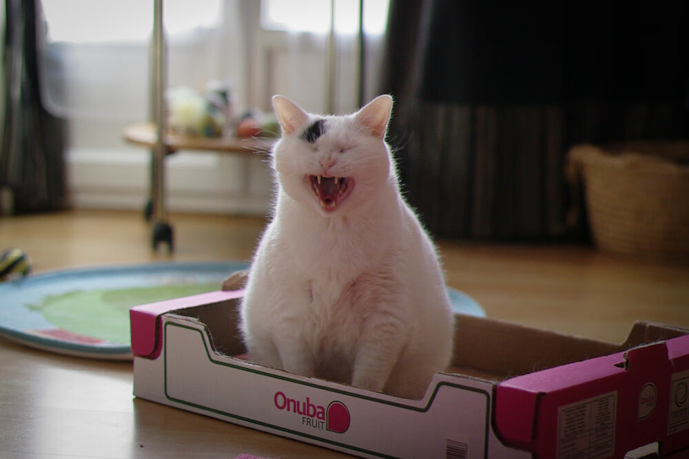 齿轮上的汗水,德甲争冠与新疆队胜活塞背后的体育唯一性