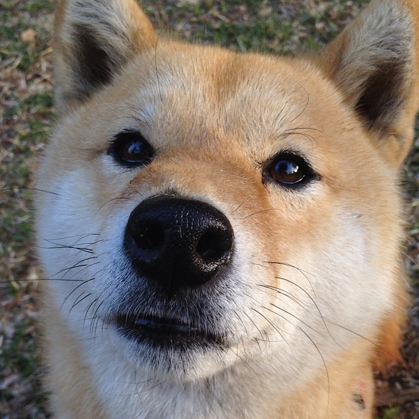 福克斯末节封神！新疆队跨过山西队挺进决赛